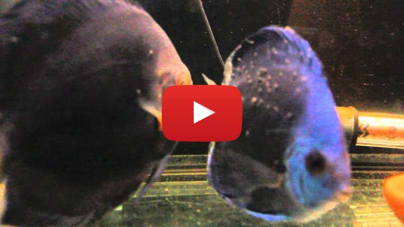 Video yUJQl_TA8bE abspielen