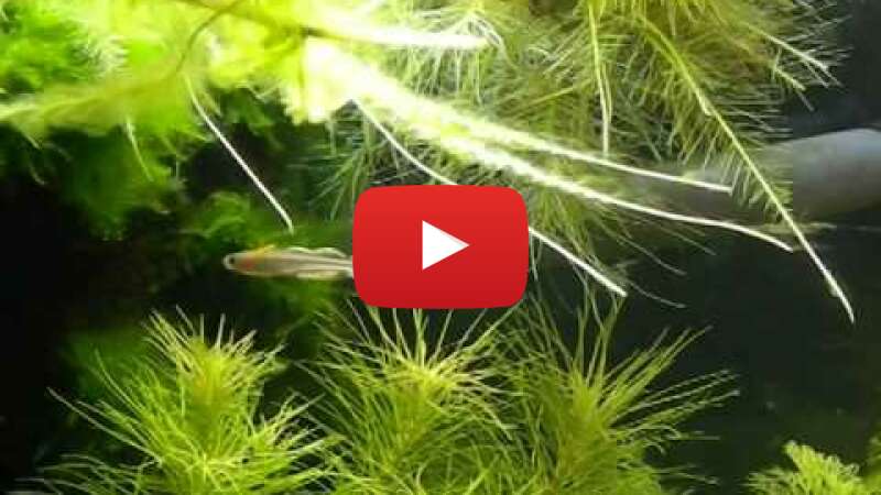 Video yVRlEHF_MUk abspielen