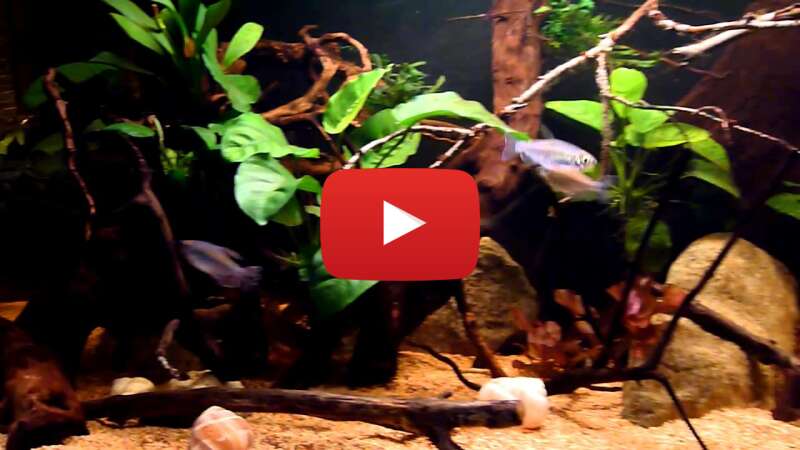 Video yWBoSgCVQ4o abspielen