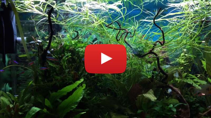 Video yWJ89NmvY70 abspielen