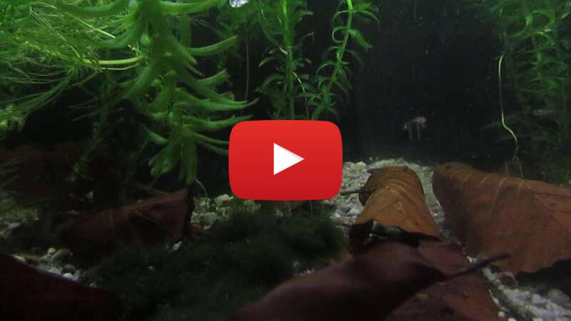 Video yXD2hcmC8bA abspielen