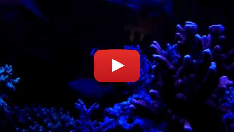 Video yZGk3i5n2jA abspielen