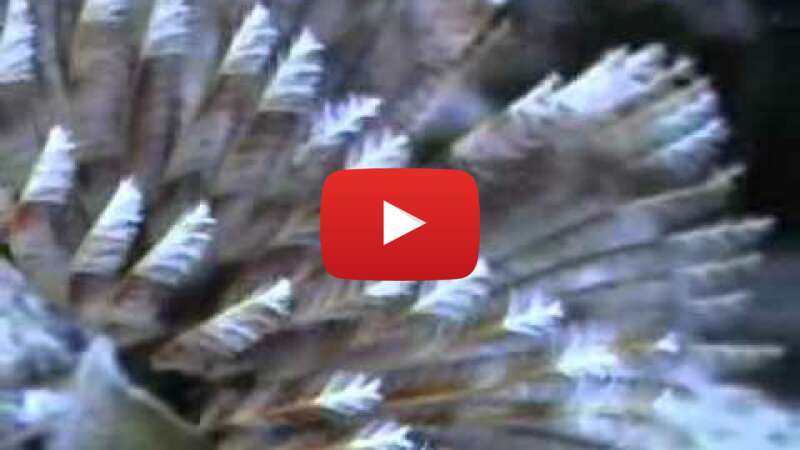 Video y_n39uLIXU0 abspielen