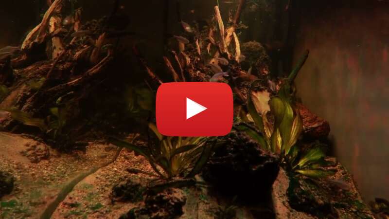 Video ycAOkDqe7G4 abspielen