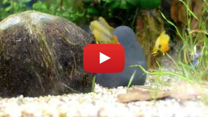 Video yeRrFKGSuSY abspielen