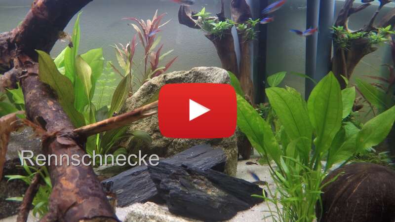 Video yhsNKkBJHwM abspielen