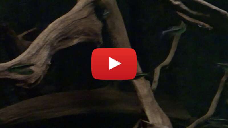 Video yhyrUzXEM8I abspielen