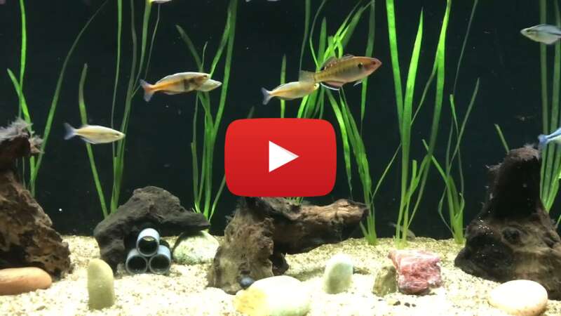 Video yigkJkENj_A abspielen