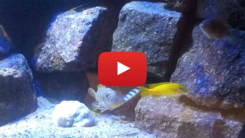 Video yjjKs1_ZSEs abspielen