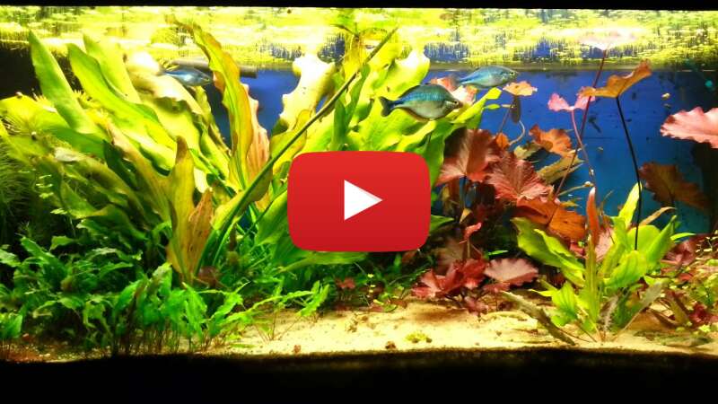 Video ylhJMmyTgMg abspielen