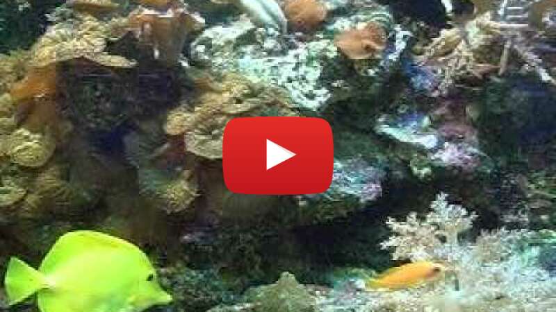 Video ym9A6vVvv6U abspielen