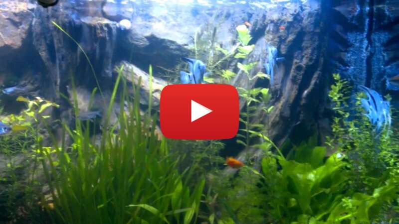 Video ynYQZoB1HyA abspielen