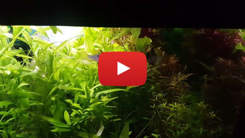 Video yuqCOWy7d9Y abspielen