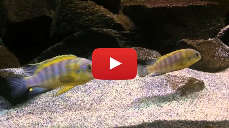 Video yxn-RRUS2eU abspielen