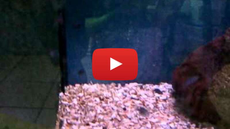 Video z0W9KFJSFAM abspielen