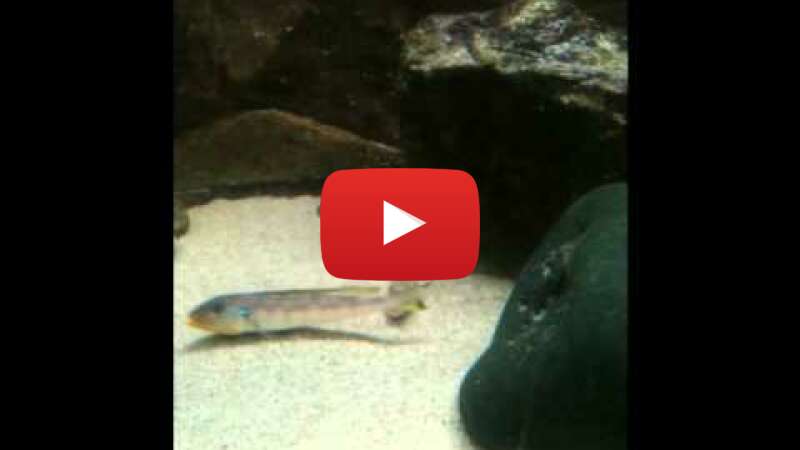 Video z0jJh5YamzI abspielen