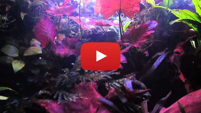 Video z256WzUfhiM abspielen