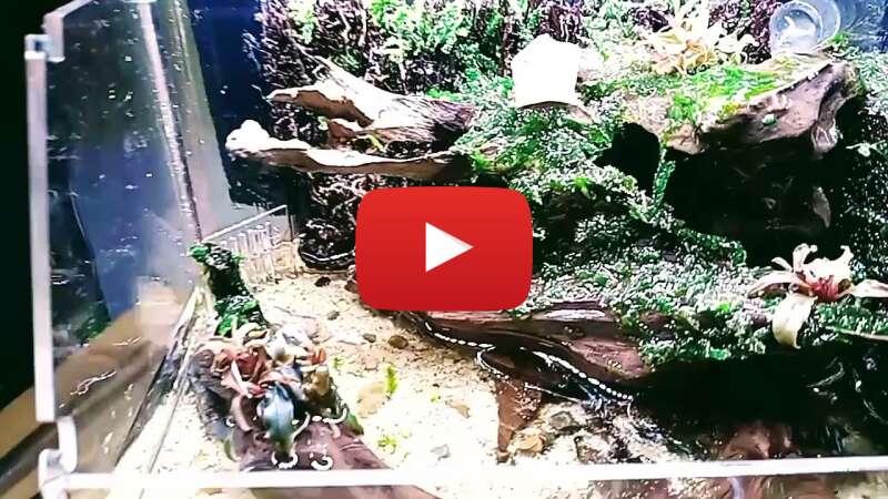 Video z2IrS0AKWdc abspielen