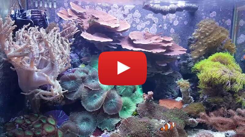 Video z2RvFq1_Cu8 abspielen