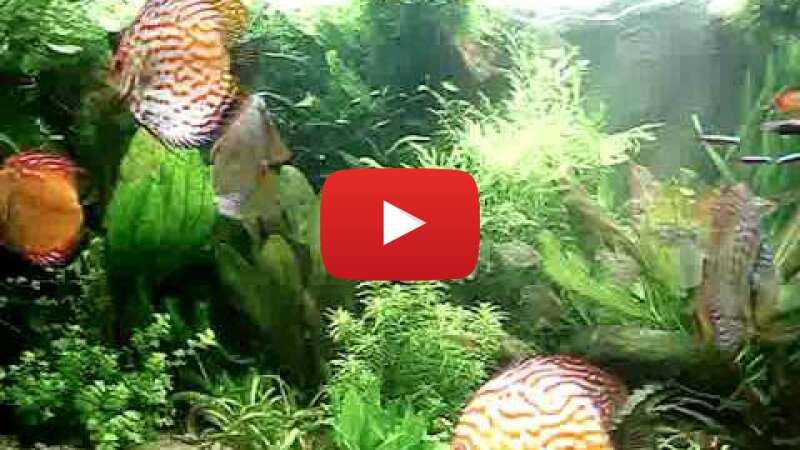 Video z2XSz1NiiDE abspielen