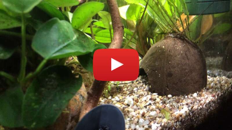 Video z3Q-vKWEgeA abspielen