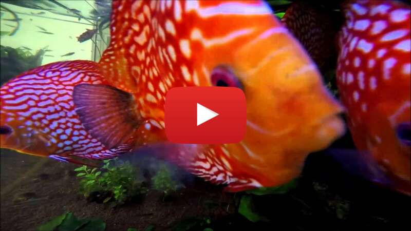 Video z7aqzUr1keM abspielen