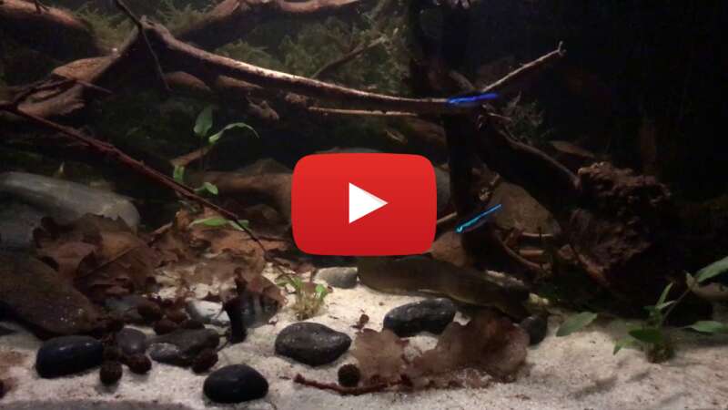 Video z7x6SuI_WFk abspielen