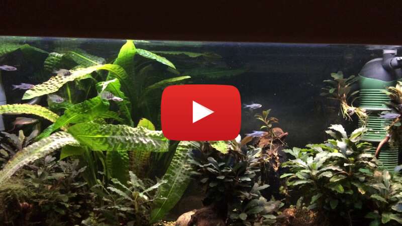 Video z8g41LSLBdM abspielen