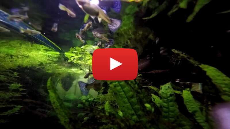 Video zAMLmUg7f54 abspielen