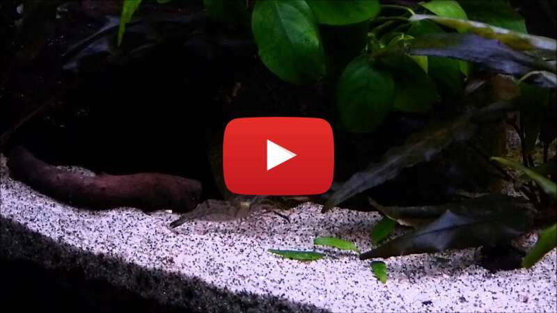 Video zGDvg9MF1bc abspielen