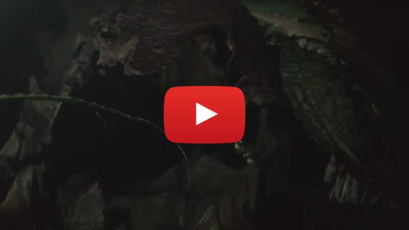 Video zH45AGXewkQ abspielen