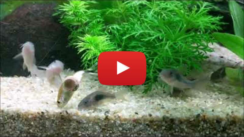 Video zHw7hDuOl7Y abspielen