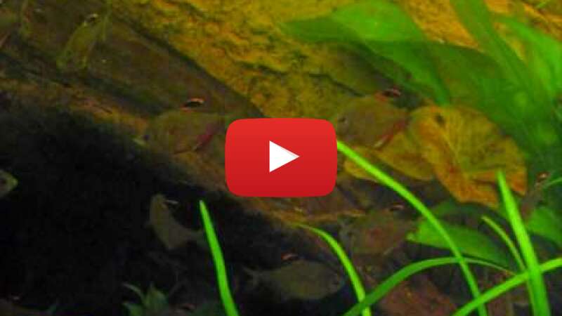 Video zJ7ahONkFqQ abspielen