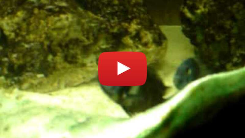 Video zKBo-MhCQ7U abspielen