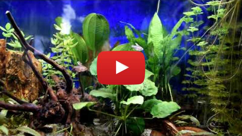 Video zLnN68JVWqk abspielen