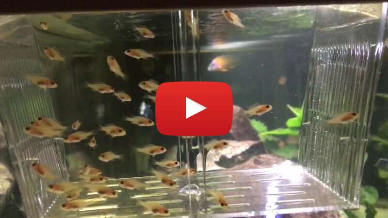 Video zMbi-c666Vg abspielen