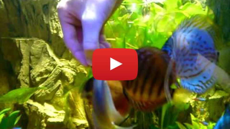 Video zNVS9KurVP0 abspielen