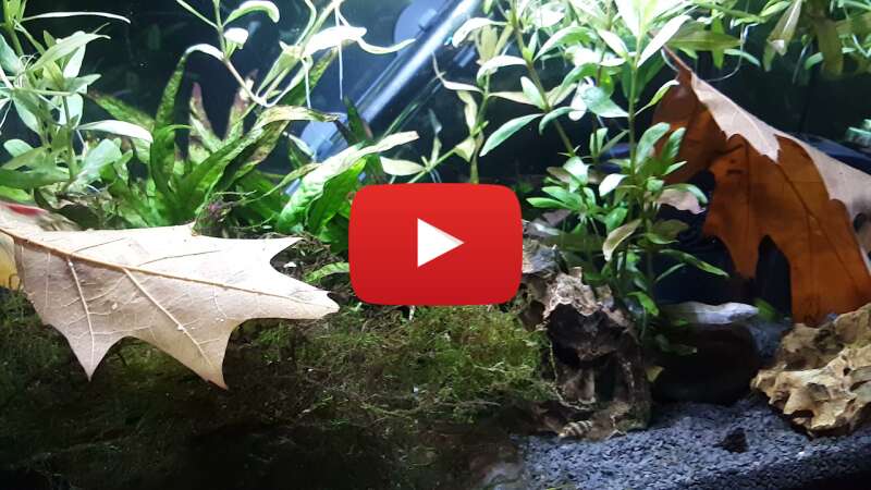 Video zS2F7UY5m2U abspielen