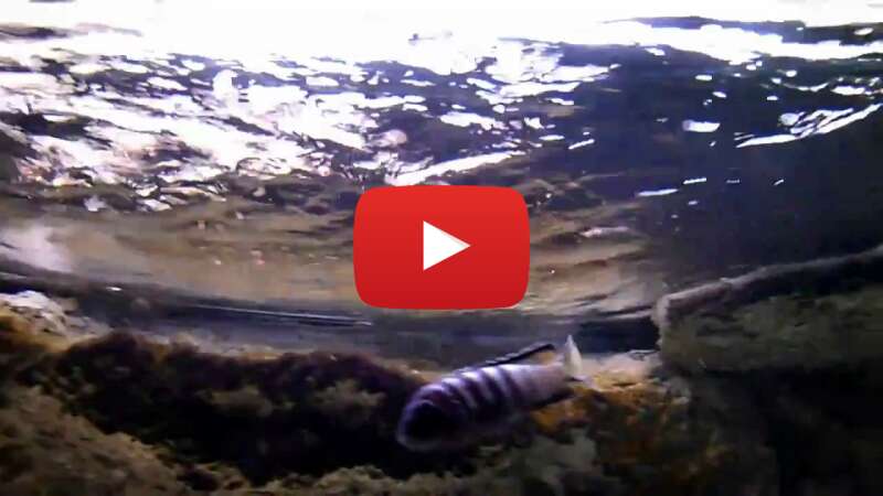 Video zSZ_1iVXs6c abspielen