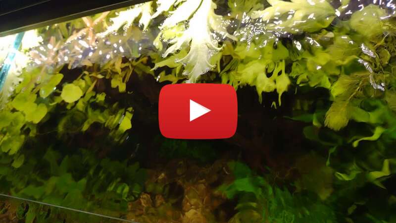 Video zUorJmDgBA8 abspielen