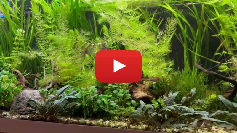 Video zVmpUnyZrRA abspielen