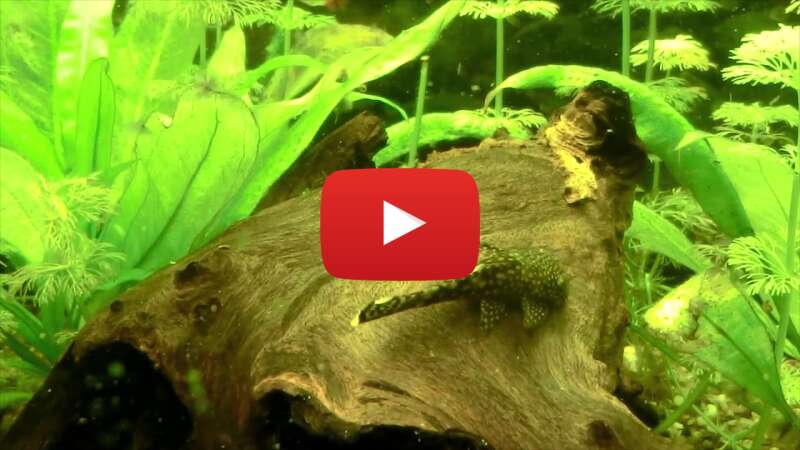 Video zWeQRA-D-Dk abspielen