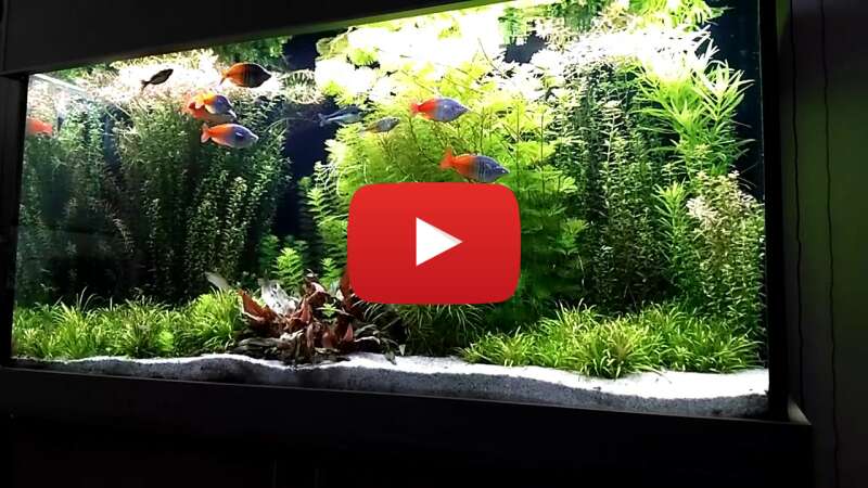 Video zZzVan4UHC8 abspielen