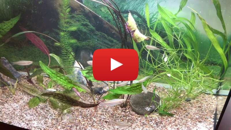 Video z_iNis9TEKA abspielen