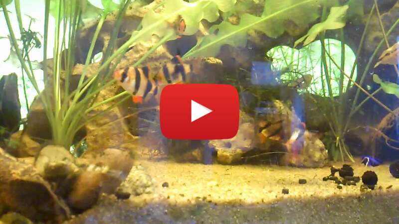 Video zccpEoALT-o abspielen