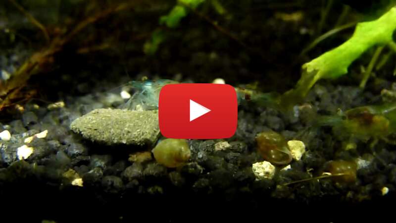 Video zd1C3PYsT5I abspielen