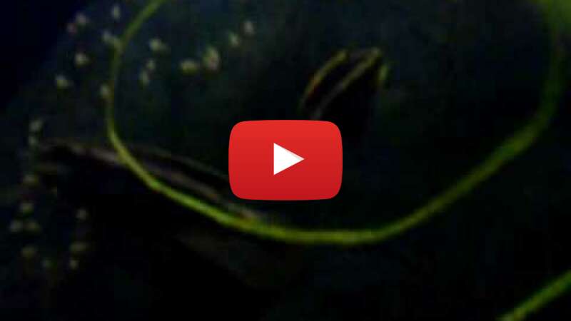 Video zj8zBYXKgqk abspielen