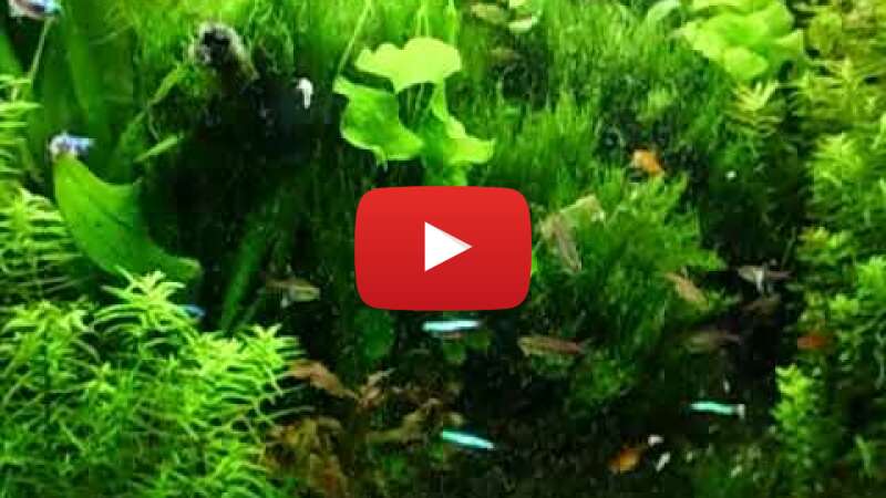 Video zlGAc_SYzQE abspielen