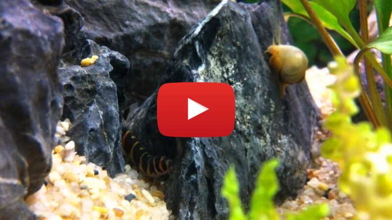 Video zo6T_d75OAA abspielen