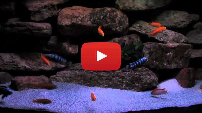 Video zqvGYNiV6J8 abspielen